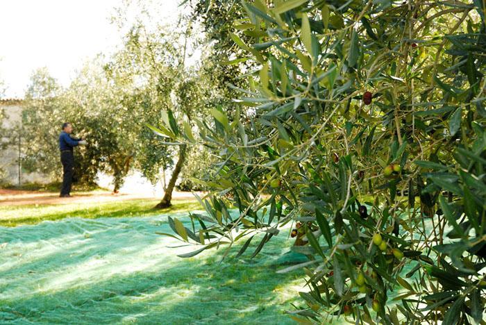 Podere Jana Antico Frantoio Vinci Extérieur photo